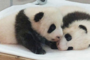 【画像】パンダの赤ちゃんきっしょｗｗｗｗｗ