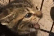 子ネコは人に慣れていなかった。シャー！ 大丈夫、ほら、怖くない、怖くない → 子猫はこうなる…