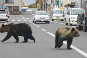 北海道の不安　外出自粛が徹底されヒグマが出没しやすい環境に