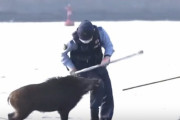【悲報】警察、イノシシにボコボコにされる