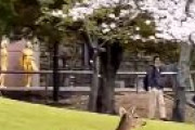 日本の鹿が可愛すぎると海外で話題に　海外「公園を走り回っても安全だと感じている様子が見られて嬉しい」