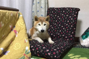 【柴犬画像】座椅子と柴犬、このわんこおじいちゃんなんだけど・・・【再】