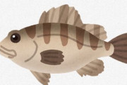 【画像】的確すぎるネーミングの魚、見つかる