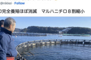 完全養殖のクロマグロ、ほぼ消滅する見込みになってしまう