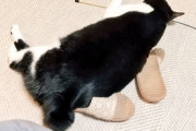 【画像】保護猫を引き取ったんだけど、マキシマムホルモンを流してたらピョンピョン踊ってるwww
