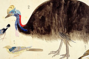 【画像】江戸時代のダチョウ（陀鳥）、ただの化け物だった