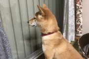うちの犬、ピアノとか窓とかをお座りしてじっと見つめてるんだけど自分の姿を見てるのかな？