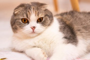 【悲報】保護猫活動をしていた女性、キャパを超えてしまった結果・・・・・