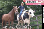 【画像】自分を完全に馬だと思い込んでいる牛くんｗｗｗｗ
