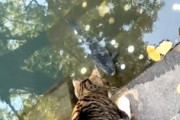 【動画】西園寺で大きな魚を捕らえるネコちゃんが撮影される。