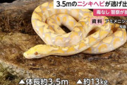 【アミメニシキヘビ脱走】住民激怒により飼い主、捜索に参加へ