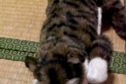 【ねこ動画】ねこの笑うおもちゃ