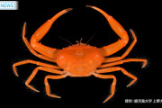 桜島で新種のカニ　命名「ヨウガンハイガザミ」　鹿児島大院生ら発見