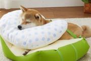 寝たきりの犬を介護してるけど質問ある？