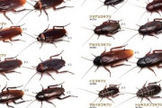 【画像注意】ゴキブリなんて生態系の底辺なのになぜそこまで恐れるのか