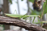 【画像】カマキリ、いたｗｗｗｗｗｗｗｗｗｗｗｗ