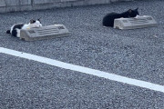 【ねこ画像】車止めでまったり、さびにゃん ほか【再】