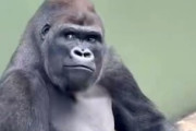 【動画】東山動物園のゴリラの仕草がイケメンすぎて1600万impを集める。