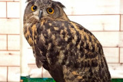 【悲報】めちゃくちゃデカいフクロウが見つかる