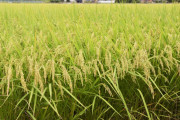 【悲報】農水省「コメ離れ見いだし難い」　国産需要動向分析、外国産増加か