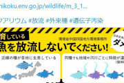 【悲報】釣り歴38年YouTuberさん、「ライギョ放流」して炎上