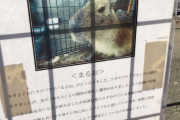 【画像】とある動物園のカピバラの死因が壮絶すぎると話題に