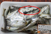 【愛知】「絶対に食べないで」　スーパーで販売の真アジのパックにフグが混入