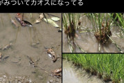 【画像】暑すぎてザニガニが田んぼで茹で上がる。稲をのぼるがまるでクモの糸。誰も助からない