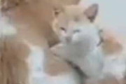 子ネコが犬にくっついていた。同じ柄の親子ですか？ → 寄り添う２匹はこんな感じ…