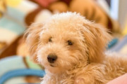 嫁「可愛い室内犬を飼いたい」→犬を家の中で飼うのか？犬は外だろ？と言ったら、嫁が口を利いてくれなくなったw