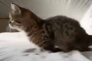 子猫が「ベッド」の上にいた。ぴょいぃ～ん！ → 毛玉、ジャンプする…