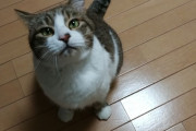 糖尿経過観察中のデカ坊ちゃんでしたが、本日無事に治癒しました！【再】
