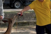 【画像】神様とされる奈良の鹿に中国人のガキがコーラを飲ませ満面の笑み　へずま市議が出動、親とバス会社に「ルールが守れないなら二度とくるな」と厳重注意