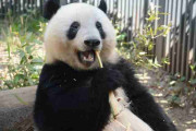 パンダ好き