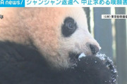 上野パンダ『シャンシャン』の中国返還中止を求める嘆願書が殺到wwww 「もう上野には行かない」