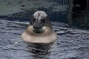 水中でくつろぐアザラシが「露天風呂のおっさん」にしか見えないと話題にｗｗｗｗ
