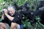 【恐怖】ジャングルでゴリラの家族に囲まれてしまった探検家