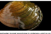 【アメリカ】淡水貝の「謎の大量死」が相次いで発覚…原因不明の「貝の黙示録」と研究者
