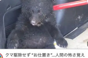 【画像】子グマさん、人間に"理解らせ"られてしまうｗｗｗｗｗｗｗｗｗｗｗｗｗｗｗｗｗｗｗｗ