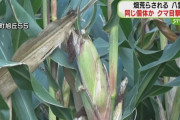 【北海道】家畜用のデントコーンが食べられる…同じ個体か　八雲町でクマの目撃が相次ぐ
