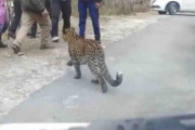 インドで人馴れしすぎた野生のヒョウが発見され話題に