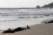 【速報】千葉県の浜にイルカ30頭打ち上げられる