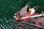タコに食われかけていた白頭ワシを救った漁師たちの映像が話題に。（カナダ）