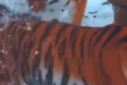 【動画】虎さん大雪で大喜び