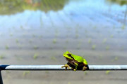 「カエルの鳴き声がうるさい」田んぼの持ち主に苦情…茂木健一郎氏が疑問視「農業に対する感謝、自然に対する畏敬の念はどこに？」