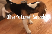 ビーグル犬が出せる「18種類の音」が全部可愛い！ [ Oliver the Beagle ] 海外の反応