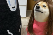 外国人「日本のコスプレ柴犬がキュートすぎるんだけど！」