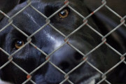 アメリカのデラウェア州、動物保護施設内での犬猫の殺処分が全国で最も少ない州に