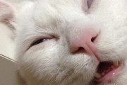 【ねこ画像】強烈な寝顔、自転車に乗車、エアロバイクに乗ったはいいが・・・ ほか【再】