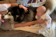 「赤ちゃんばっかりズルい...！」構ってくれない飼い主さんに嫉妬しちゃうハスキー犬 海外の反応